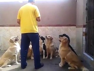 Download Video: Chien bien éduqués et synchro pour manger