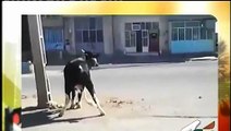 Dangers cow in way to hits the people.