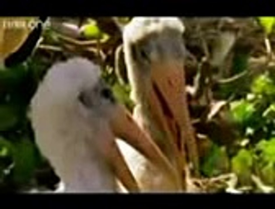 punjabi_toty_animals_funny_