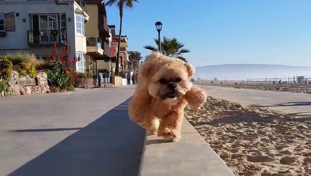 Le chien ours en peluche Munchkin est de retour, encore plus mignon qu'avant!