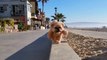 Teddy Bear Dog strolls along the beach and this the cuttest thing in the world