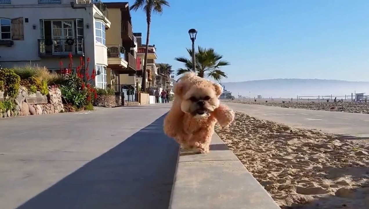 Teddy Bear Dog strolls along the beach and this the cuttest thing in the world