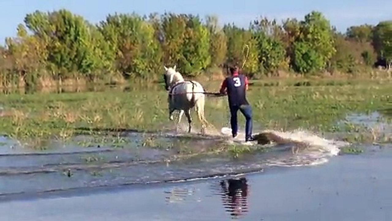 Surf Camarguais - Tiré par un cheval dans les marais et rizières