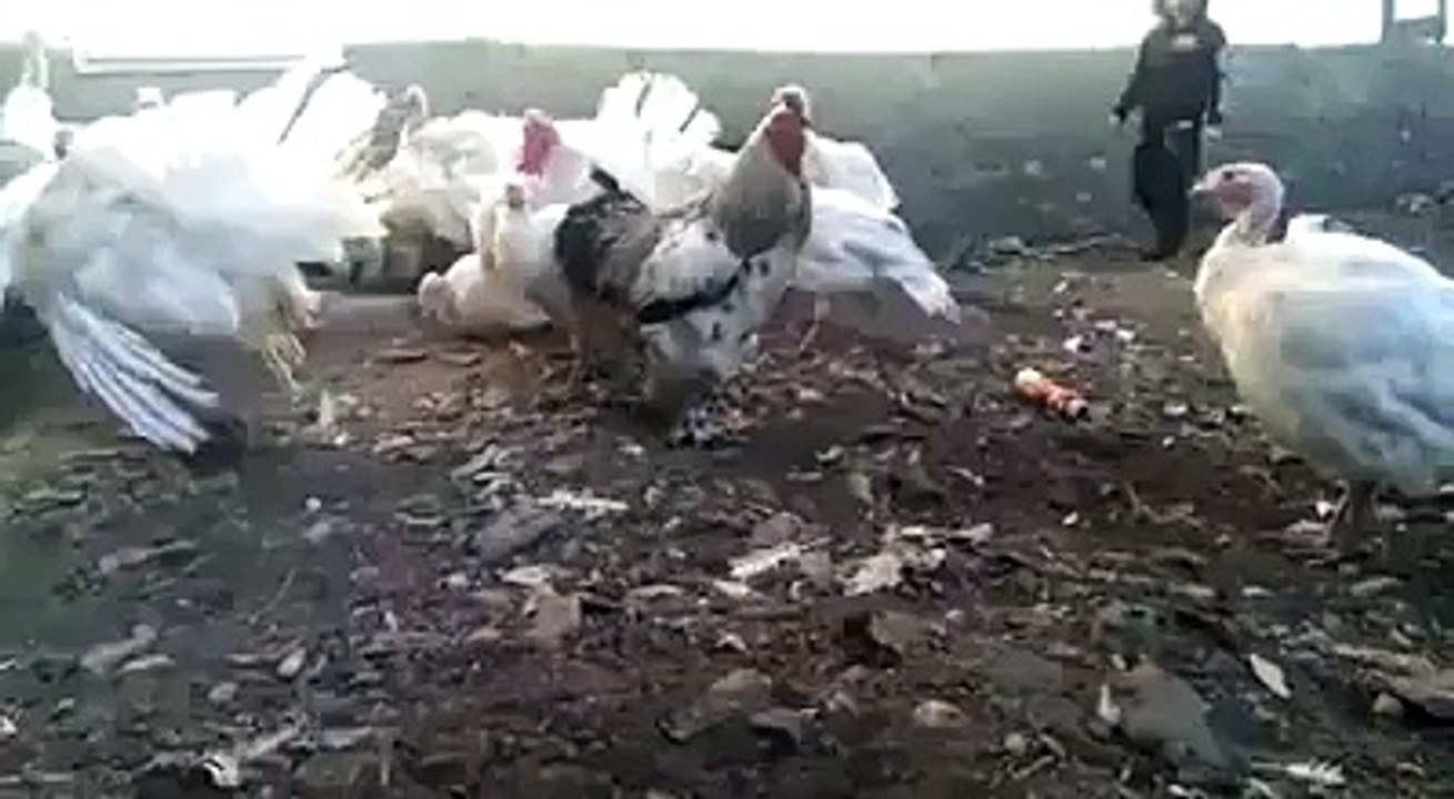 murgay ka badla
