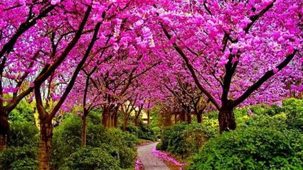 Unconditionally by Ahmad Shahzad – A Powerful Story of Resilience