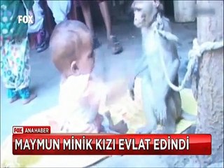 Eve giren maymun minik kızı kendine evlat edindi