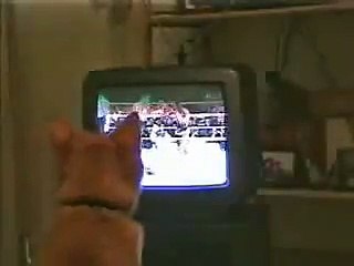 Even Cat Enjoying Boxing