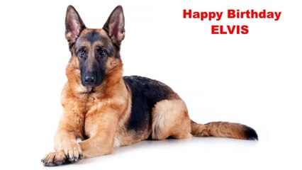 Elvis - Dogs Perros - Happy Birthday