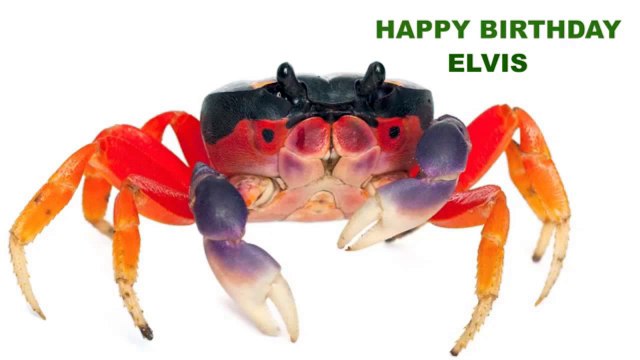 Elvis Animals Animales - Happy Birthday