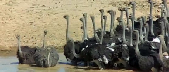 How Female Ostrich Defend her Egg