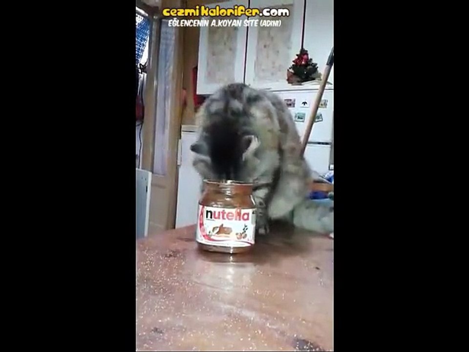 Nutellayı Gömen Kedi