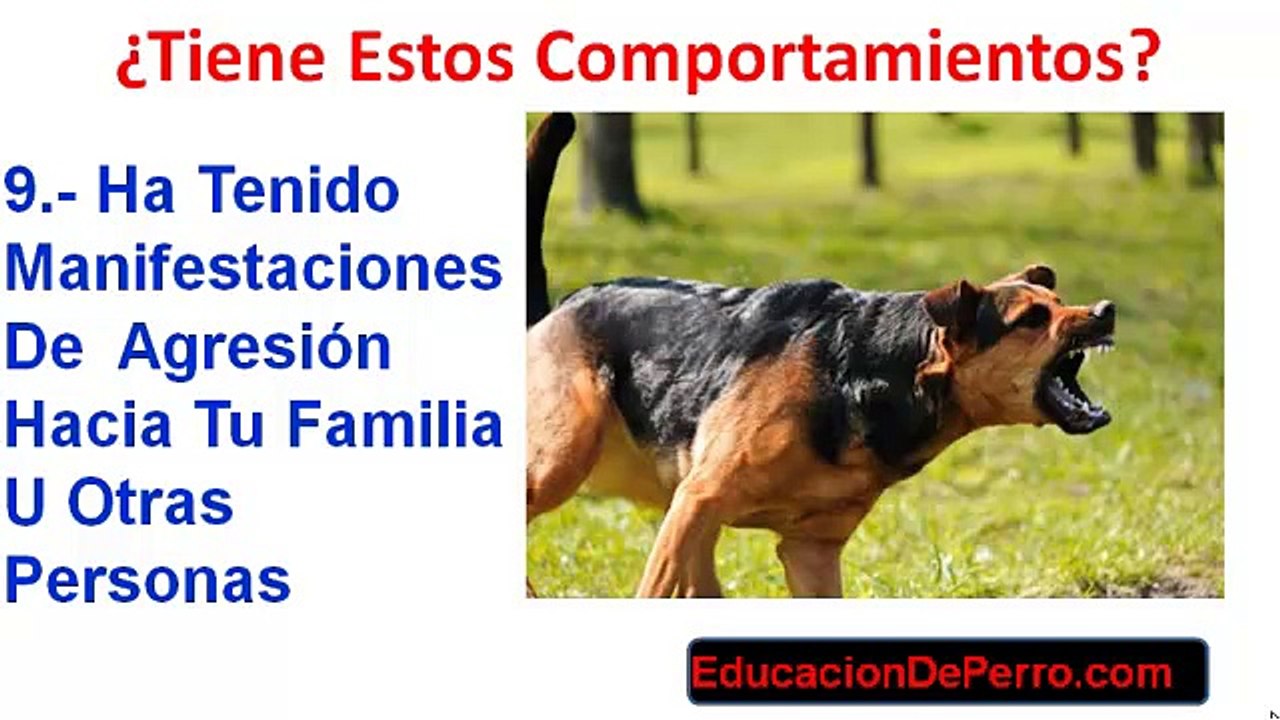Comportamiento De Un Perro