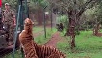 A tiger jumps to catch its food, in slow-motion