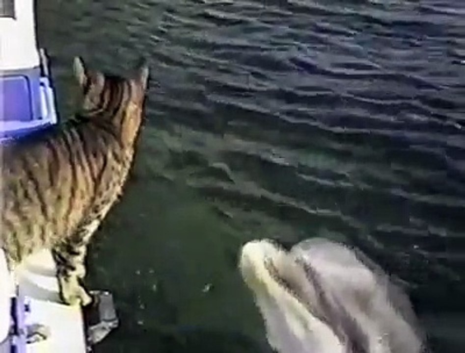incroyable : des dauphins qui s'amusent avec un chat