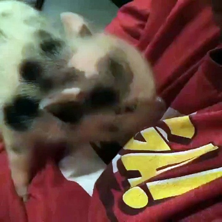 bébé cochon veut apprendre à parler