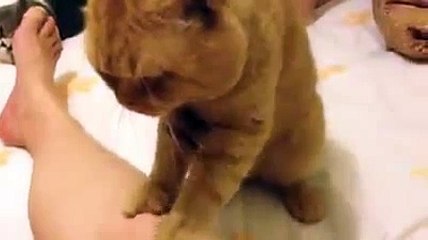 Avez-vous déjà vu un chat masser son maître ?