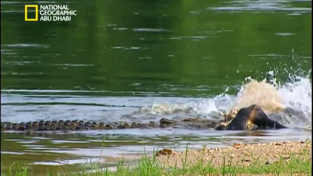 ‫وثائقي  - أنا وحش  - التمساح HD‬‎