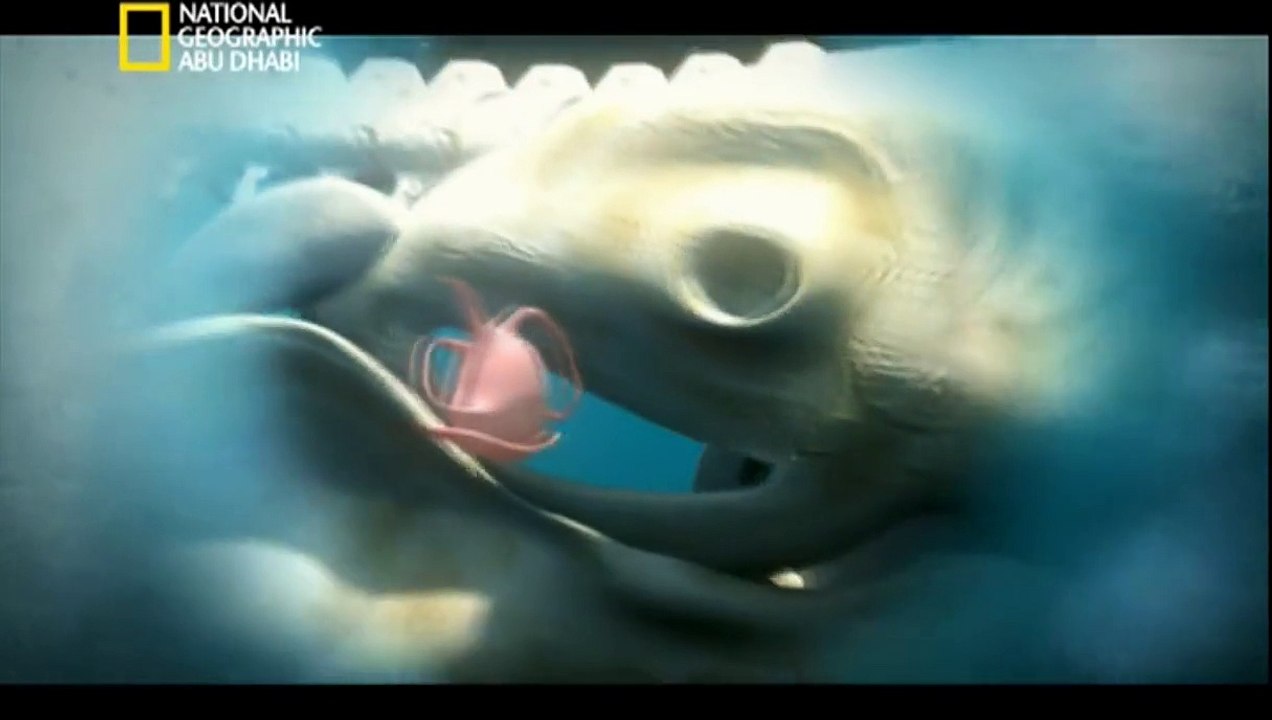 ‫وثائقي  - أنا وحش - القرش الأبيض HD‬‎