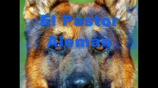 Pastor Alemán - EducacionDePerro.com
