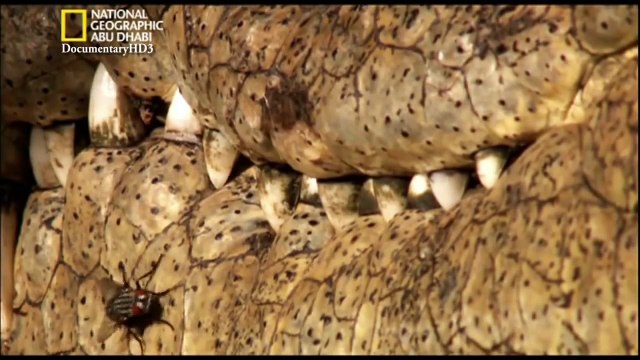 ‫وثائقي - أفتك حيوانات العالم - فرس النهر Vs التمساح HD