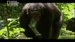 ‫وثائقي - الحياة البرية في الكونغو - مخبأ الكينغ كونغ HD