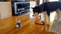 Funny Siberian Husky Puppy Scared by a Talking Toy