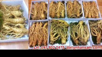 cách sử dụng nhân sâm hàn quốc hiệu quả nhất