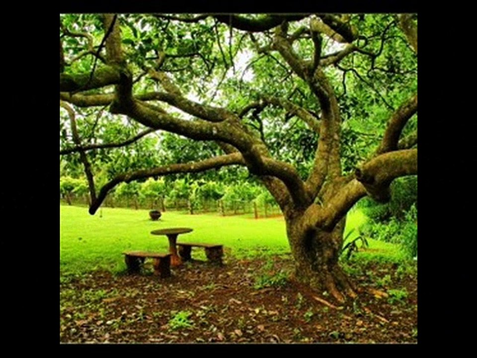 Ömer Suman : O ağacın altını şimdi anıyormusun