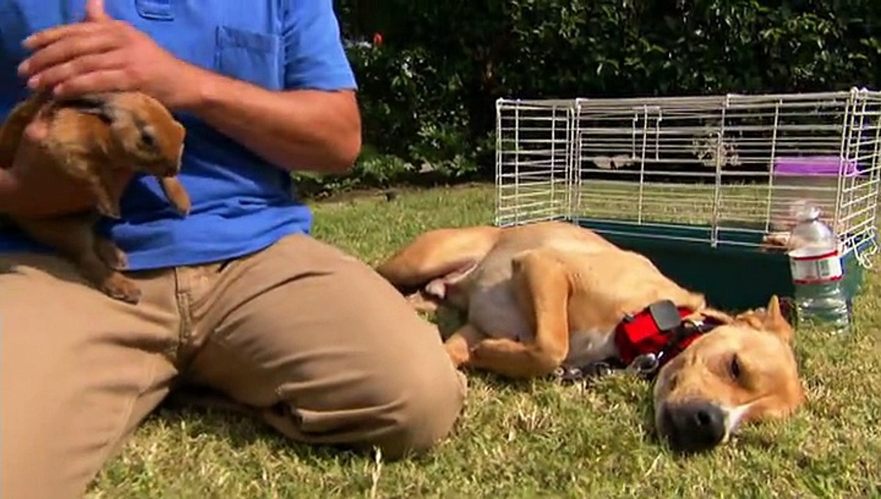 Köpeklere Fısıldayan Adam: Hayvan Katili ve Obur Matilda