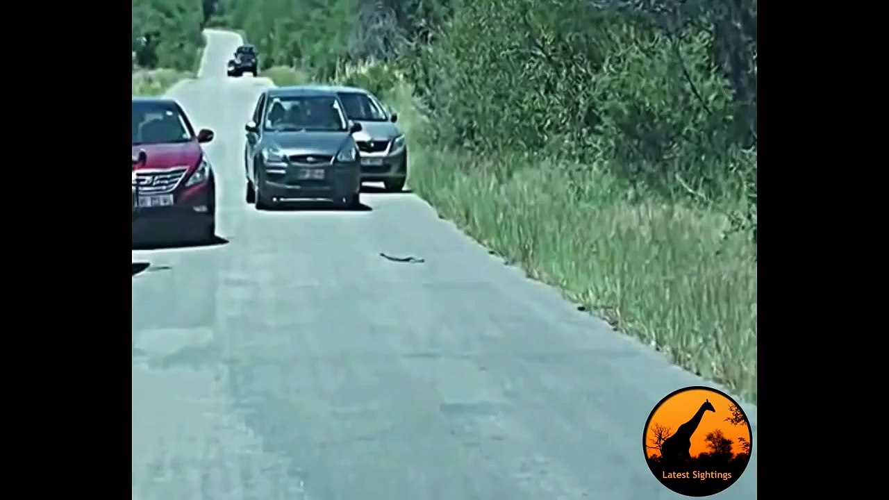 Incredible Snake Behaviour