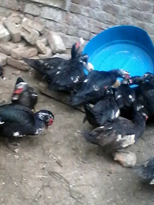 muscovy ducks