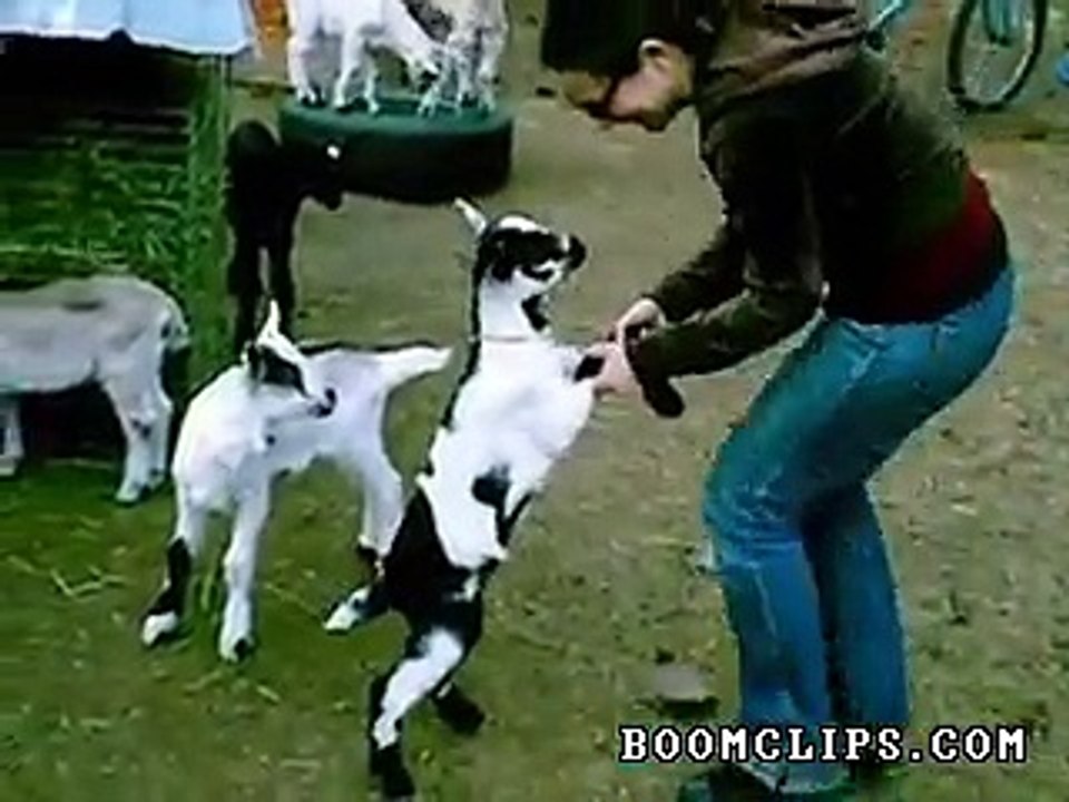 Most Adorable Goat Attack Ever