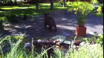 Evin havuzunda serinleyen ayı
