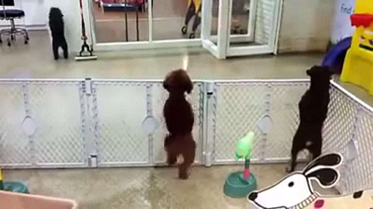Excited puppy spots its owner