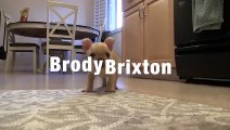 French Bulldog Puppy Tricks 12 wks old Brody Brixton