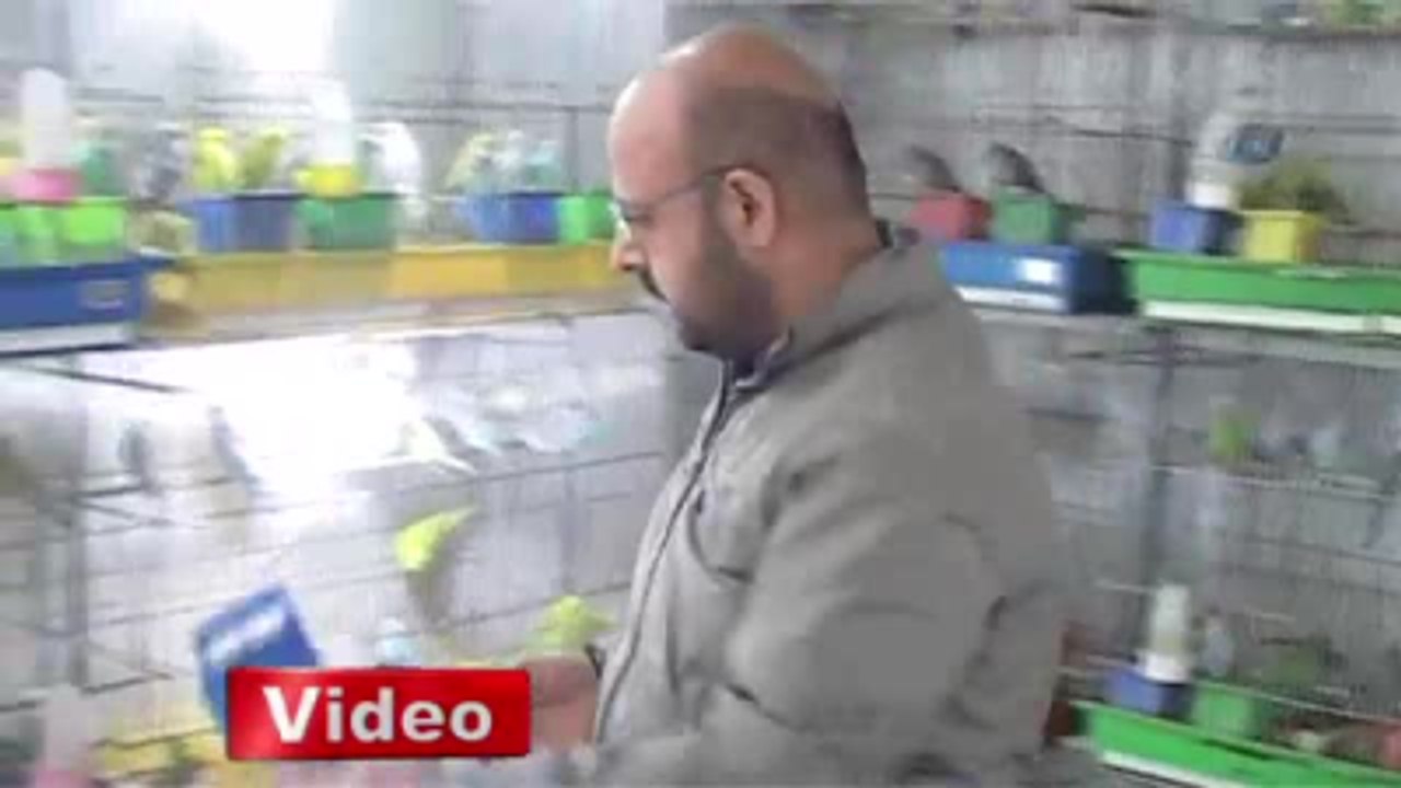 Muhabbet Kuşlarına El Bebek Gül Bebek Bakılıyor
