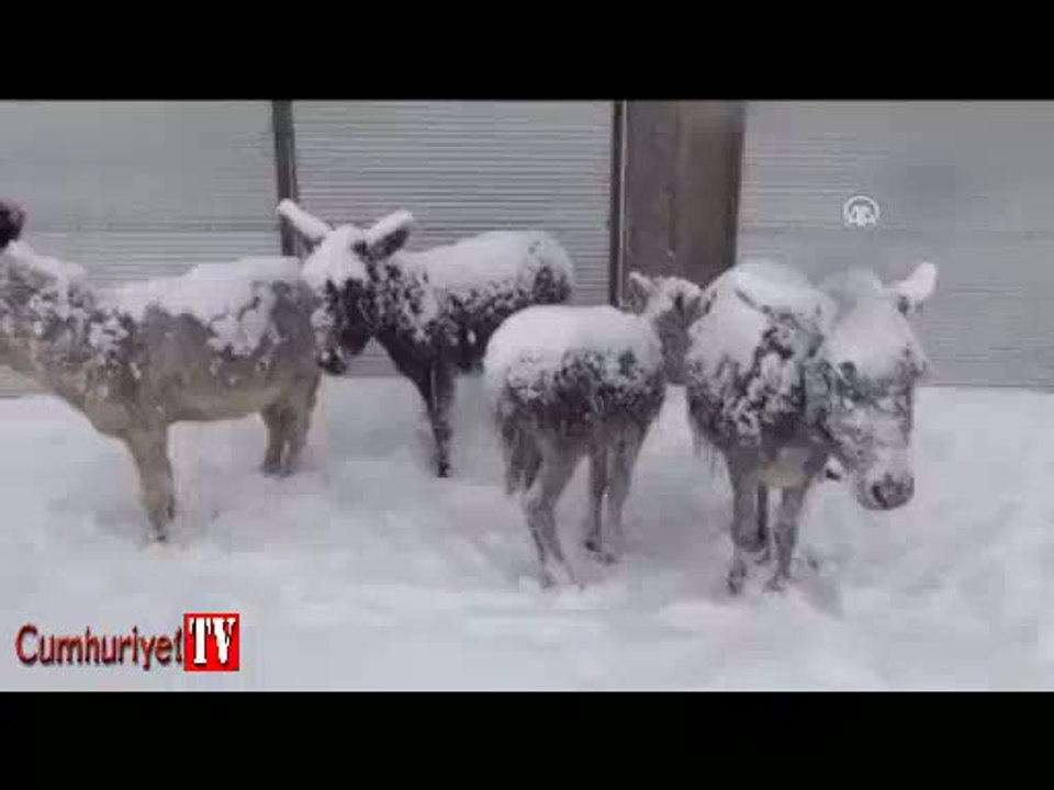 Eşekler buz tuttu
