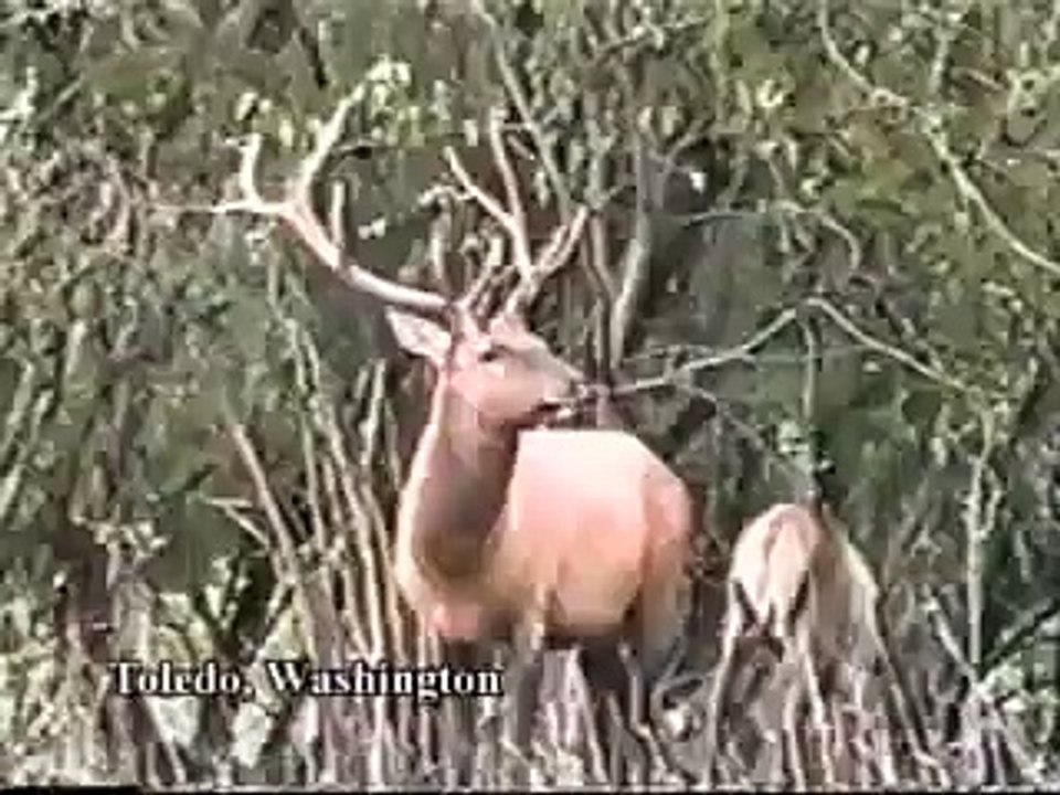 Beautiful Video,  Must Watch