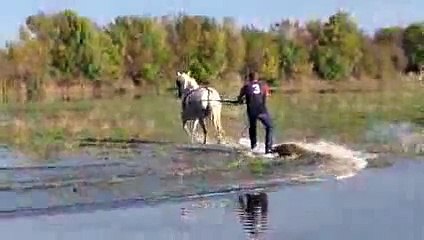 Surf camarguais