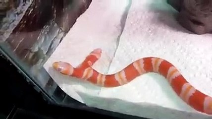 Two Faces Snake