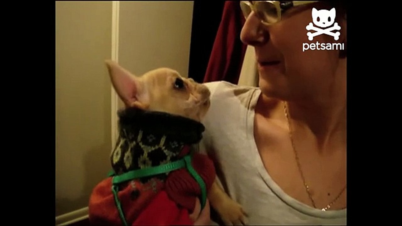 Incroyable !!! Un chien qui dit "I love you"