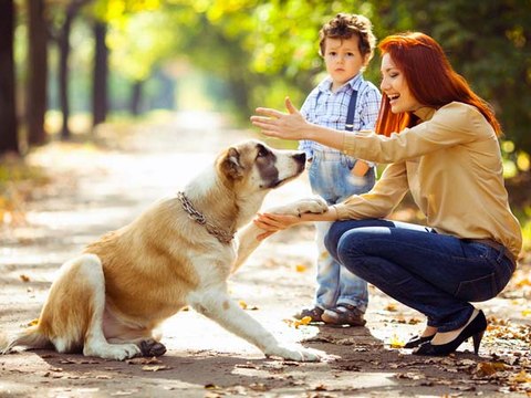 Dog Behaviour Training Sydney | Dog Problems Sydney | Dog Training Sydney