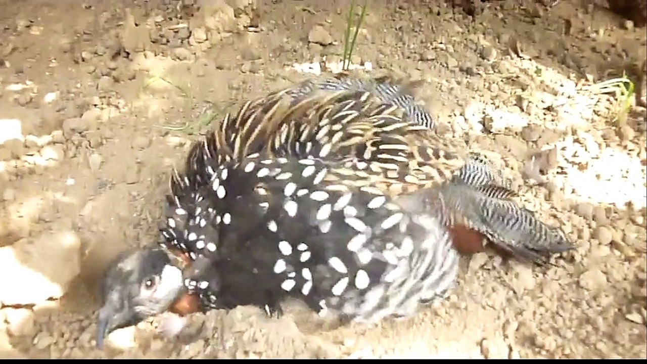 how to bird relax