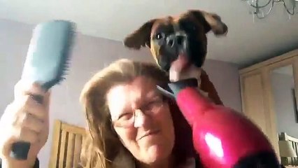 Mon chien et le sèche cheveux : Une histoire d'amour !
