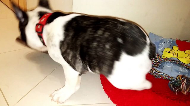 Bulldog Français obsédé par les paires de pantoufles