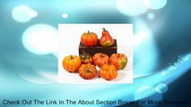 Realistic Mini Artificial Autumn Harvest Pumpkins & Gourds - Package of 7 Review
