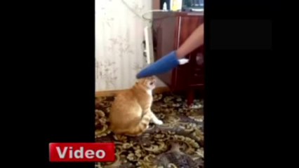 Çıldıran Kedi Sahibine Saldırdı