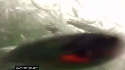 IMPRESSIONANT : Une baleine avale presque un plongeur en une bouchée