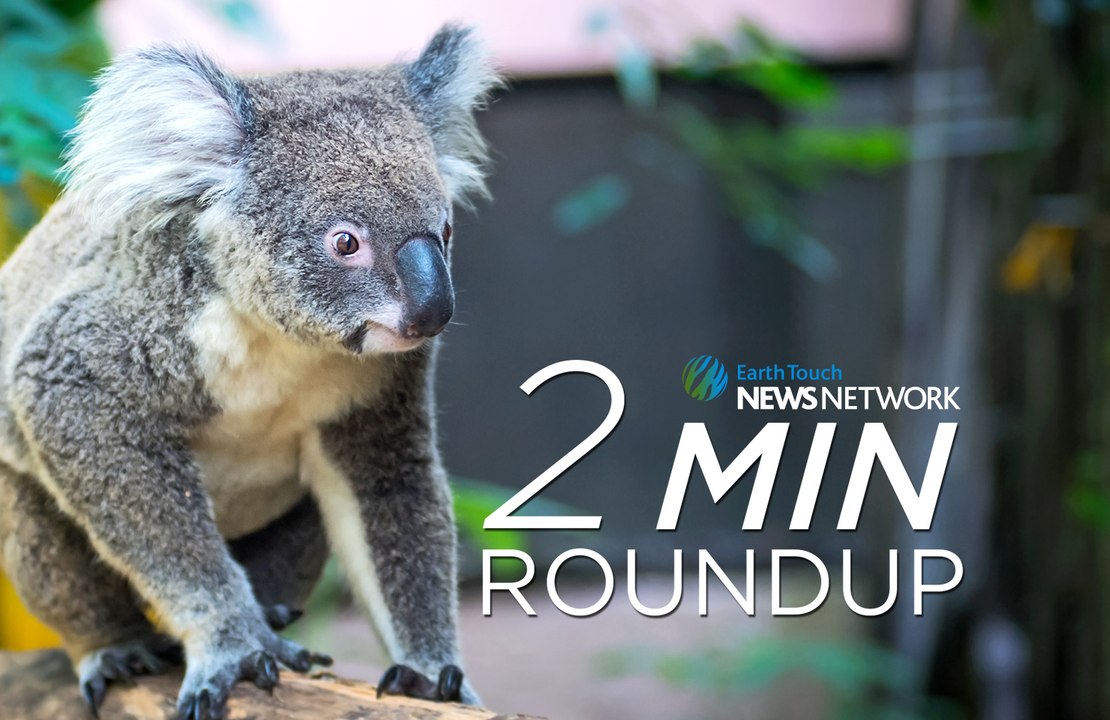 Thirsty koalas, a lawsuit for wolves, & the Sir David Attenborough beetle