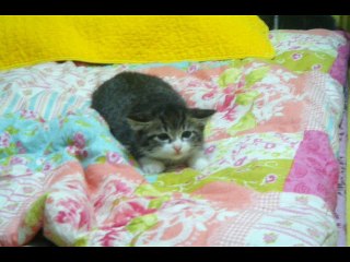 스포츠토토양방 ♭♭♭ Ａ７ＭＡ．ＣＯＭ ♭♭♭스포츠토토추천 스포츠토토하는곳